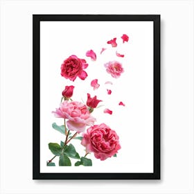 English Roses Painting Rose Petals 4 Art Print