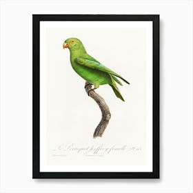 The Red Cheeked Parrot, Female From Natural History Of Parrots, Francois Levaillant Poster