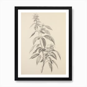 Vintage Plant Drawing Art Print