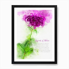 Sweet William 1 Art Print