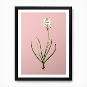 Vintage Arabian Starflower Botanical on Soft Pink n.0749 Art Print