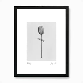 Tulip Botanical Collage 4 Art Print