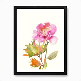 Watercolor Peony Isolated On White Art Print