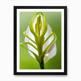 Lily Of The Valley Unfurling Art Print