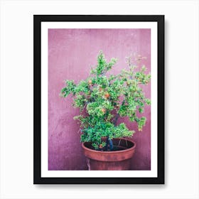 Pomegranate Tree Art Print