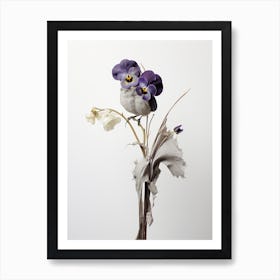 Pressed Wildflower Botanical Art Birds Foot Violet Viola Art Print