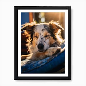 Dog Sleeping In The Sun Art Print