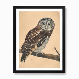 Boreal Owl Vintage Illustration 3 Art Print