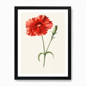 Carnation Art Print