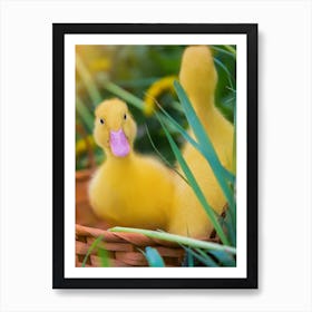 Ducklings In A Basket Art Print