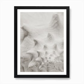 White Shell Art Print