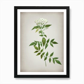 Vintage Jasmin Officinale Flower Botanical on Parchment n.0221 Art Print