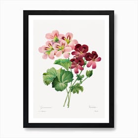 Geranium, Pierre Joseph Redouté Poster