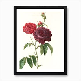 Two Roses Art Print