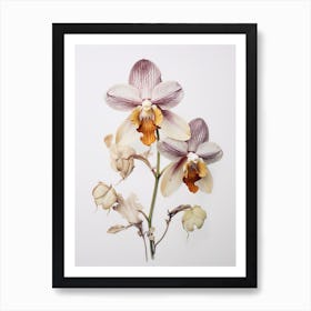 Pressed Flower Botanical Art Orchid Art Print