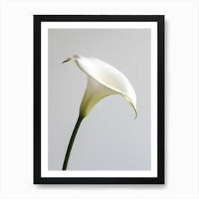 White Calla Lily 5 Art Print