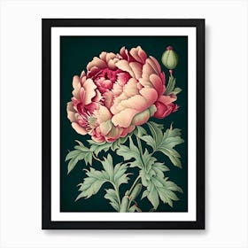 Single Stem Peony Black Vintage Botanical Art Print