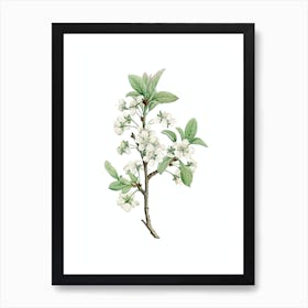 Vintage White Plum Flower Botanical Illustration on Pure White n.0361 Art Print