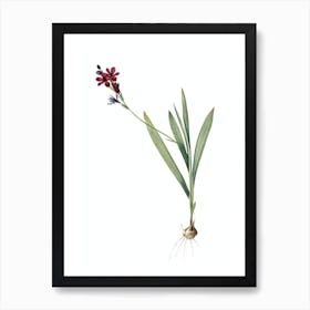 Vintage Gladiolus Mucronatus Botanical Illustration on Pure White n.0123 Art Print