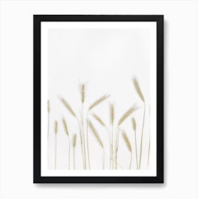 Wheat Stalks On White Background Art Print