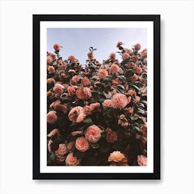 Camellias In Portland Oregon Art Print