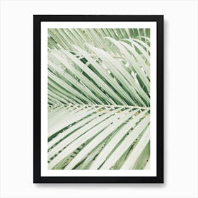 Palm Leaves Background Art Print