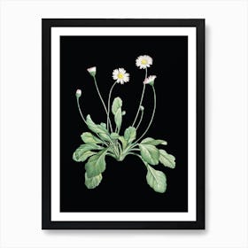 Vintage Daisy Flowers Botanical Illustration on Solid Black n.0446 Art Print