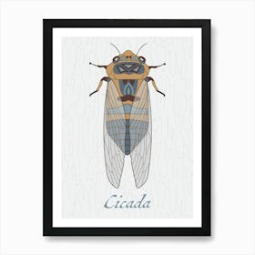 Cicada Bug Insect Australia Beetle 1 Affiche