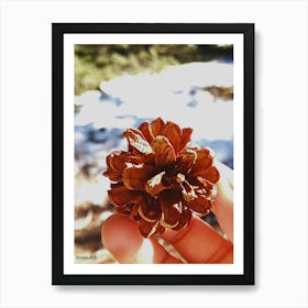 Pine Cone Art Print