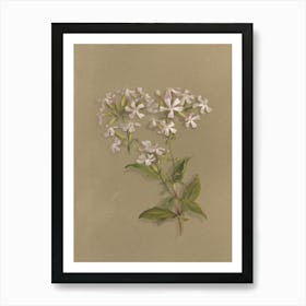 Phlox 1 Art Print