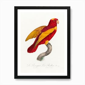 Red & Gold Loryfrom Natural History Of Parrots, Francois Levaillant Art Print