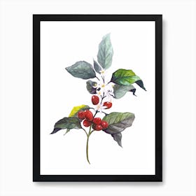 Botanical Illustration   Coffea Arabica Art Print