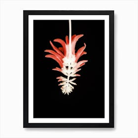 Coral Tree Flower Art Print