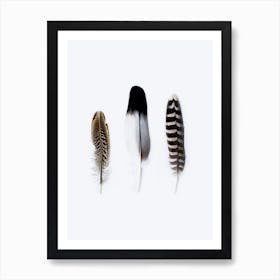 Three Feathers Art Print