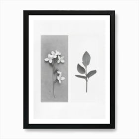 Forget Me Not Flower Photo Collage 3 Art Print