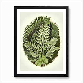 Shield Fern Wildflower Vintage Botanical 1 Art Print