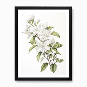 Jasmine Flower Vintage Botanical 1 Art Print