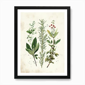 Garden Herbs Vintage Illustration 2 Art Print