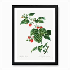 European Raspberry, Pierre Joseph Redoute Art Print