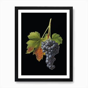Vintage Raisin Grape Botanical Illustration on Solid Black n.0404 Art Print
