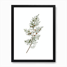 Vintage Phoenicean Juniper Botanical Illustration on Pure White n.0059 Art Print