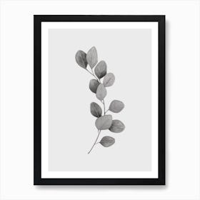 Eucolyptus Leaf Black And White Art Print