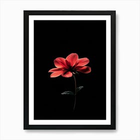 Single Red Flower On Black Background 5 Art Print