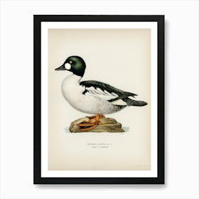 Bucephala Clangula, The Von Wright Brothers Art Print