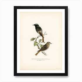 European Black Redstart, The Von Wright Brothers Art Print