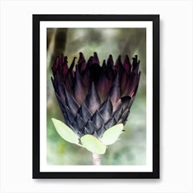 King Protea 01 Art Print