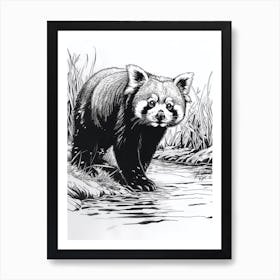 Red Panda Standing On A Riverbank Ink Illustration 3 Art Print