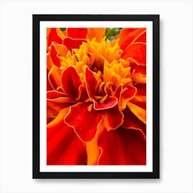 Margold Flower Close-Up Art Print