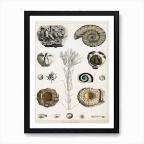 Collection Of Various Fossils, Oliver Goldsmith Art Print