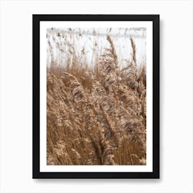 Pampas grass on the shore of a lake 4 Art Print